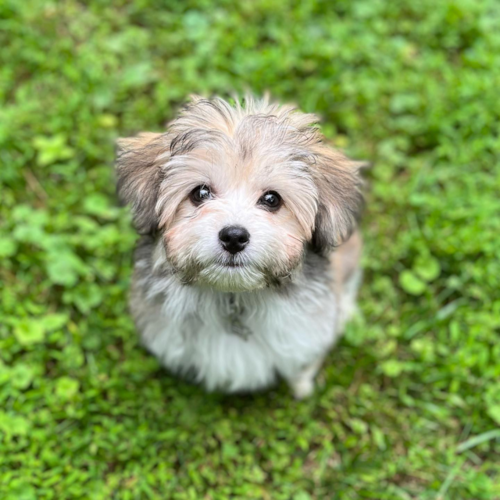 Small Aussiechon Pup in Pipersville PA