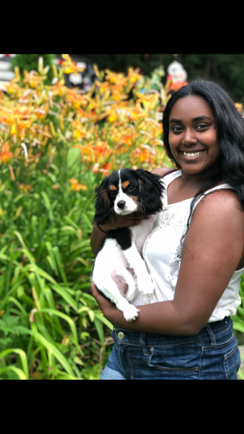 Cavalier King Charles Spaniel Being Cute