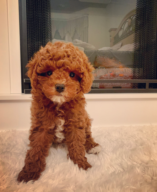 Playful Cavoodle Poodle Mix Pup