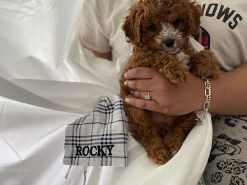 Adorable Cavoodle Poodle Mix Pup