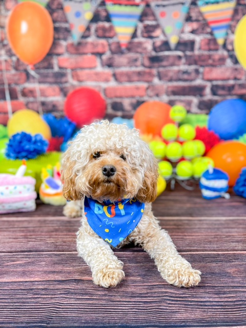 Cavapoo Being Cute