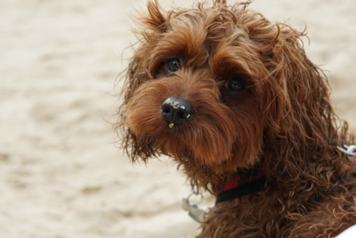 Energetic Cavoodle Poodle Mix Pup