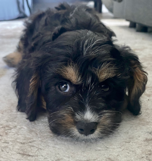 Funny Cavapoo Poodle Mix Pup