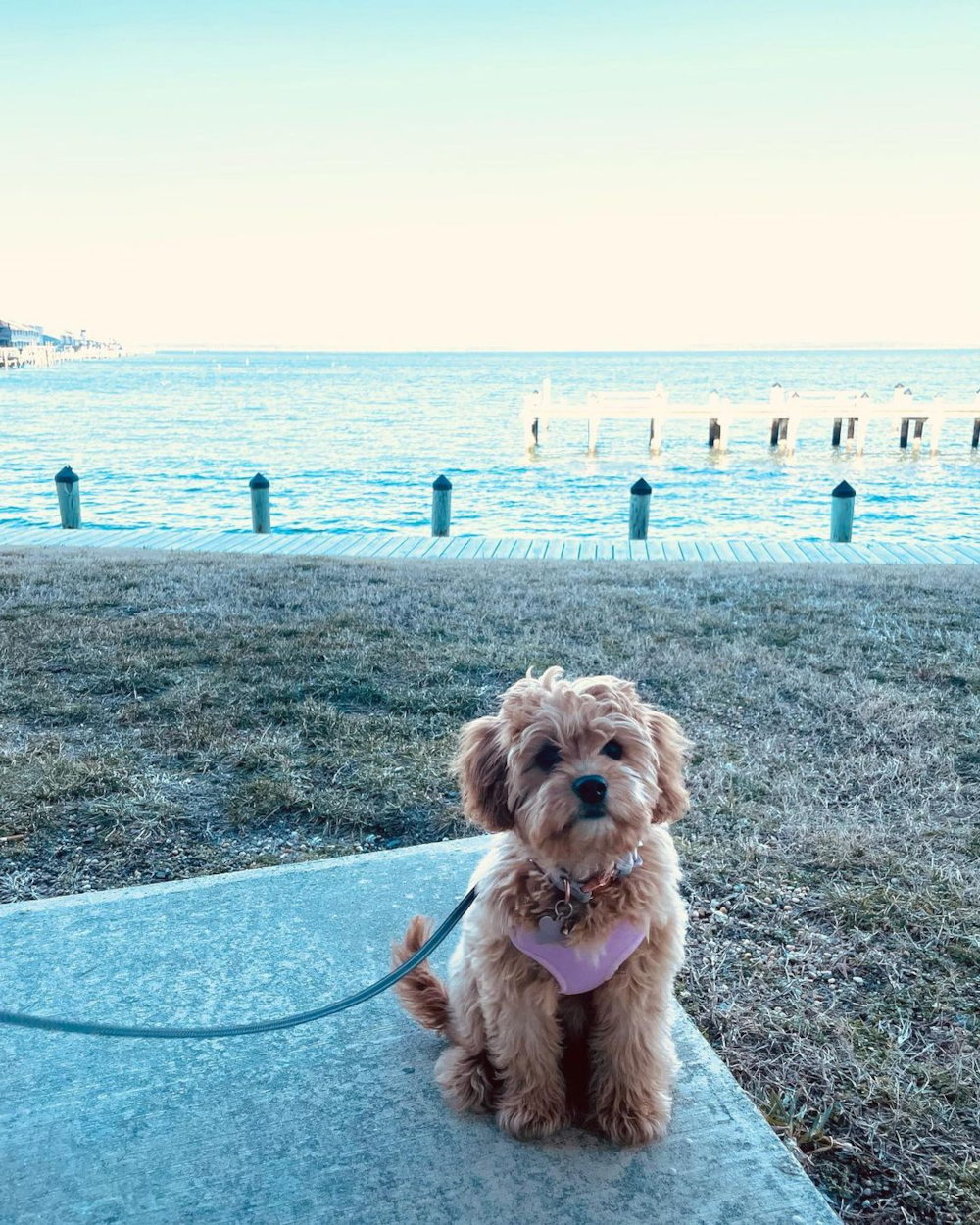 Pasadena Cavapoo Pup