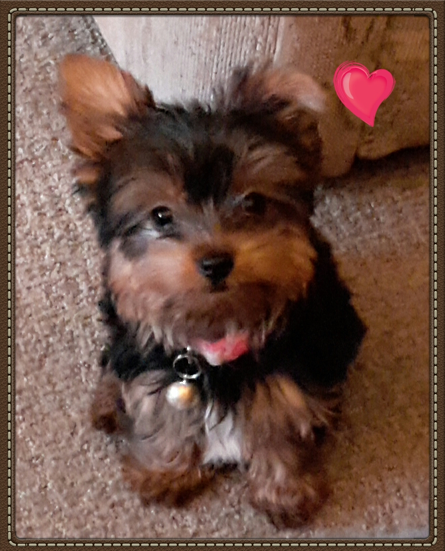 Popular Yorkshire Terrier Pup