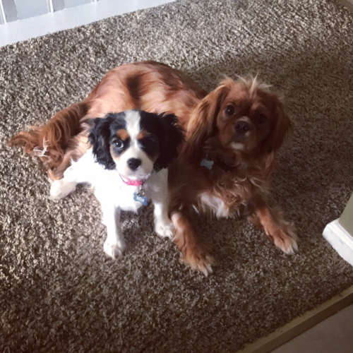 Streetsboro Cavalier King Charles Spaniel Pup