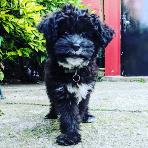 Mini Aussiedoodle Being Cute