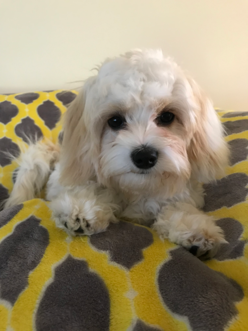 Sweet Cavachon Pup in Painesville Ohio