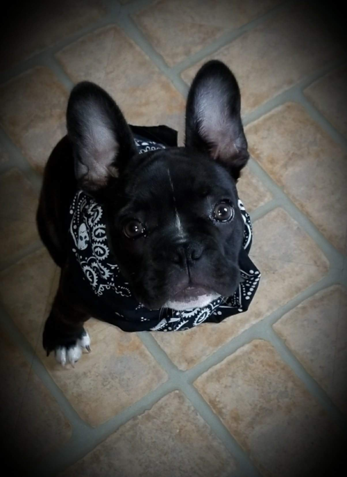 French Bulldog Being Cute