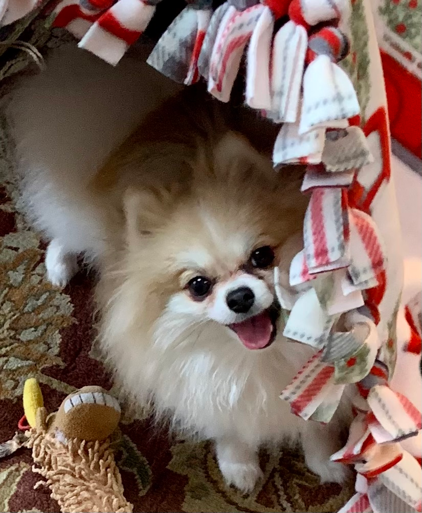 Akc Registered Pomeranian Pup