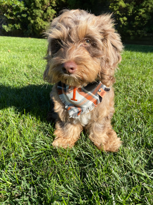 Fluffy Cockapoo Poodle Mix Pup