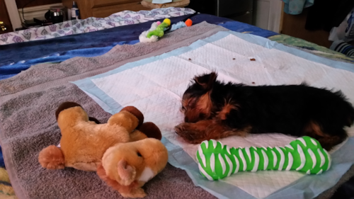 Hartford Yorkshire Terrier Pup