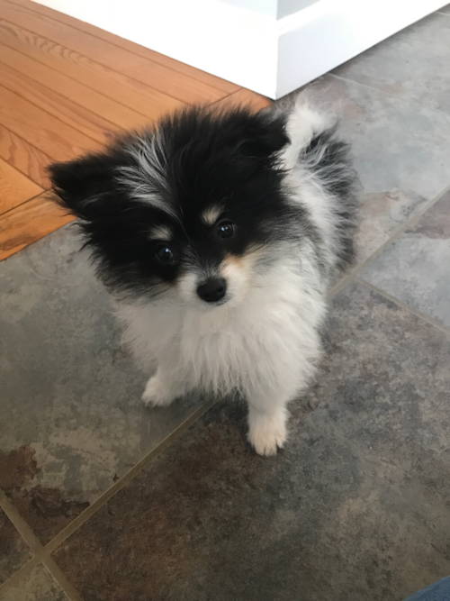 Small Maltipom Pup in Cincinnati Ohio