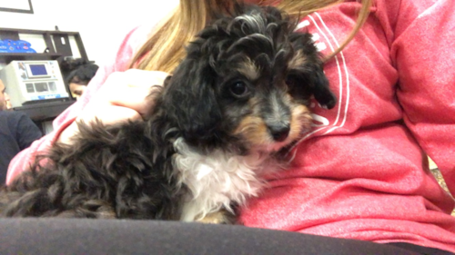 Popular Mini Aussiedoodle Poodle Mix Pup