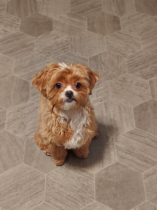 Friendly Shih Poo Pup