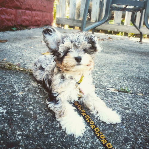 Mini Aussiedoodle Being Cute