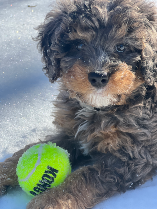 Friendly Mini Bernedoodle Pup in