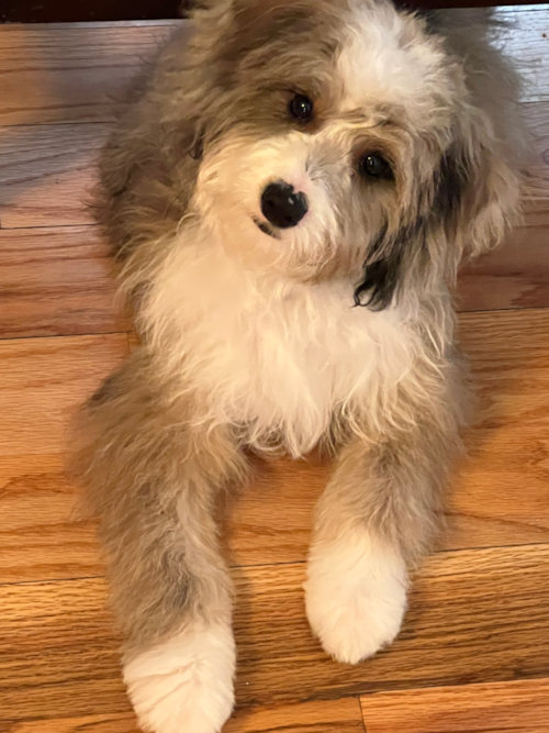 Cute Mini Aussiedoodle Pup