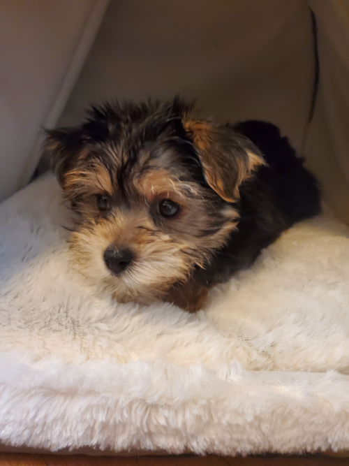 Morkie Pup