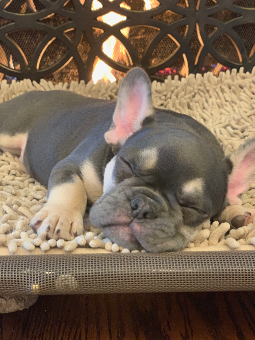 Smart French Bulldog Pup in Providence RI