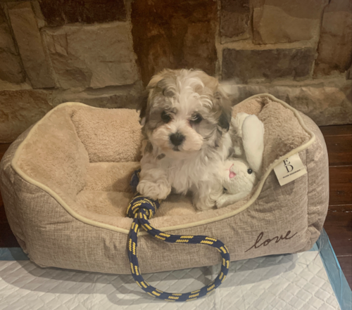 Adorable Havanese Designer Pup