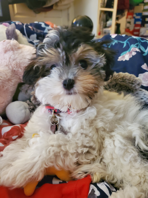 Hypoallergenic Havanese Pup