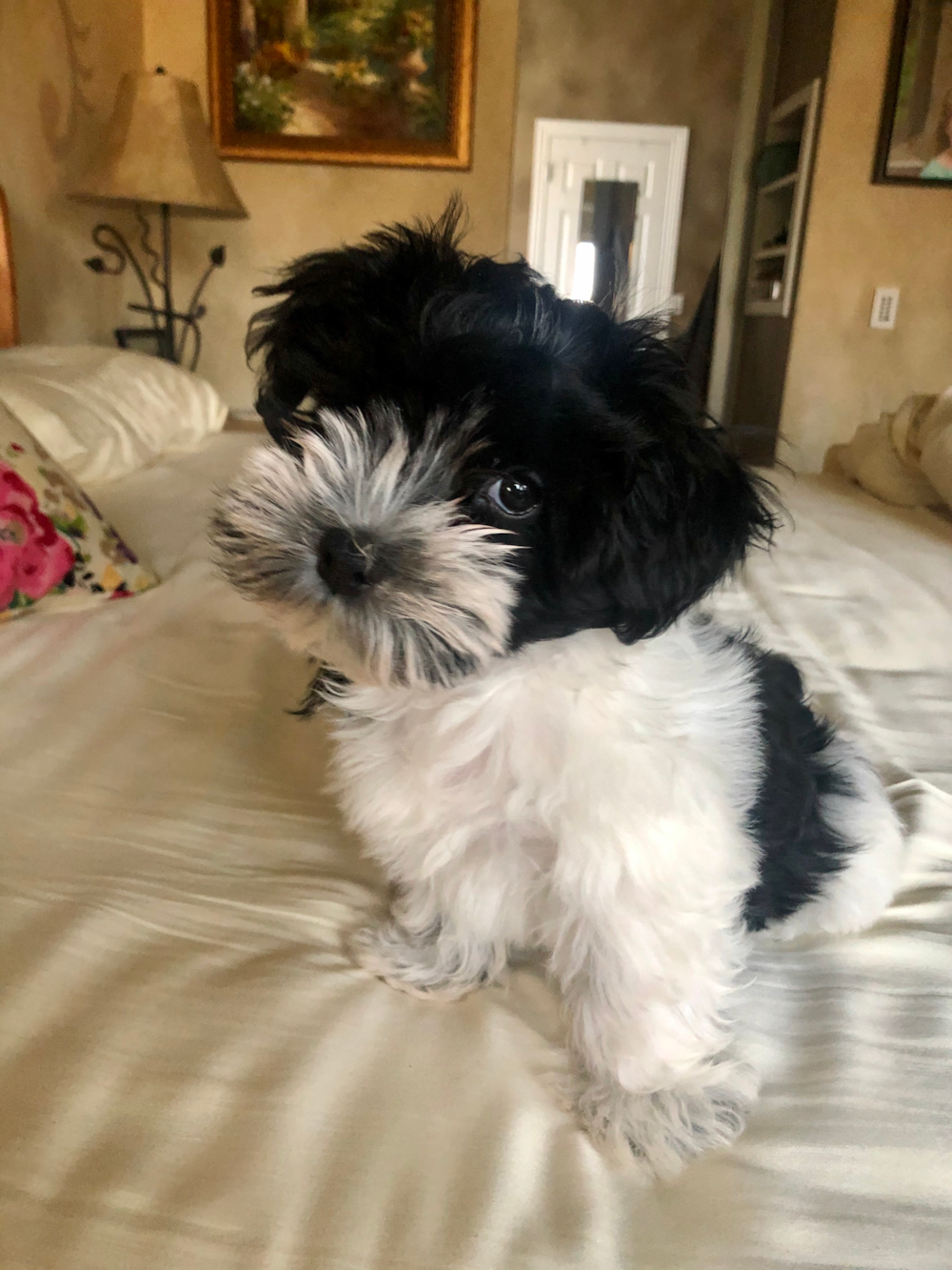 Energetic Havanese Pup in Apt 17k NY