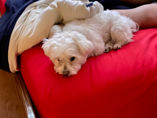 Sweet Maltese Purebred Pup