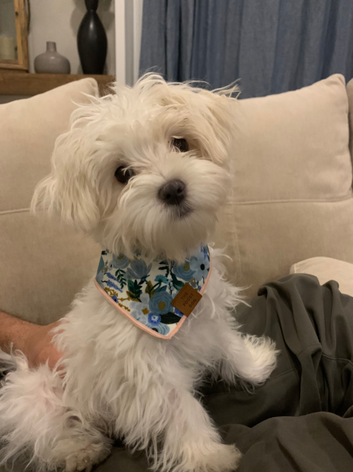 Cute Maltese Purebred Pup