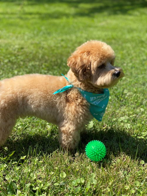 Fly Creek Maltipoo Pup