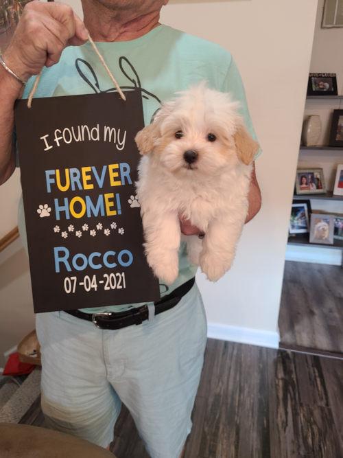 Smart Maltipoo Poodle Mix Pup