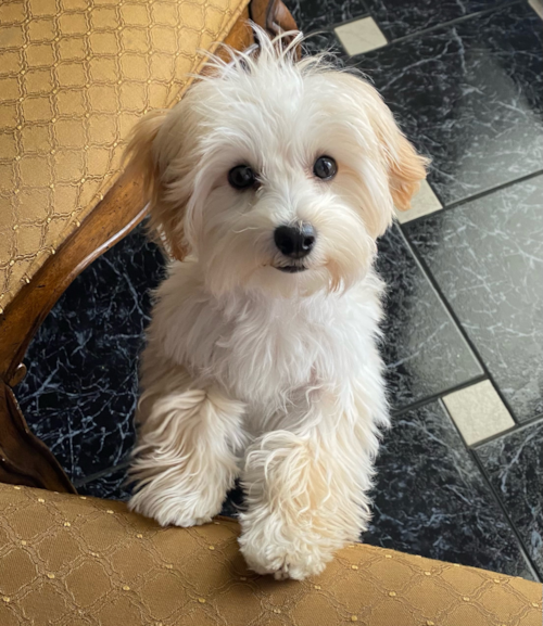 Seven Fields Maltipoo Pup