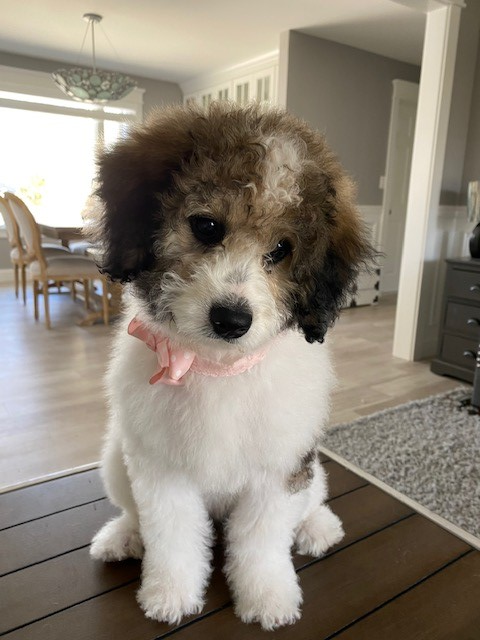 Happy Mini Bernedoodle Pup in Ronkonkoma NY