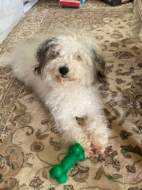 Mini Bernedoodle Being Cute