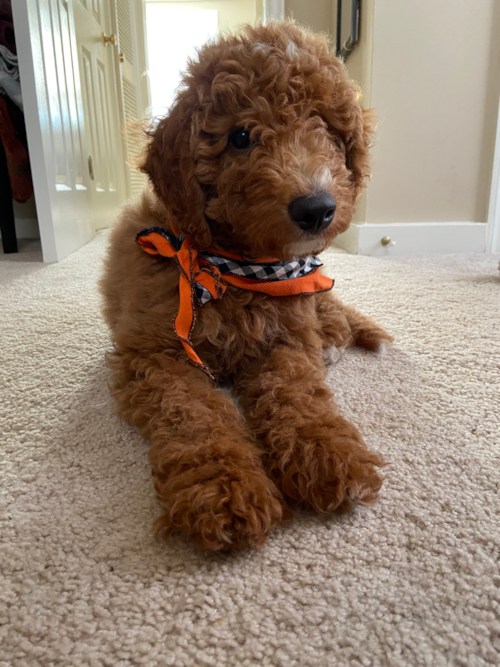 Happy Mini Goldendoodle Pup in Arlington VA