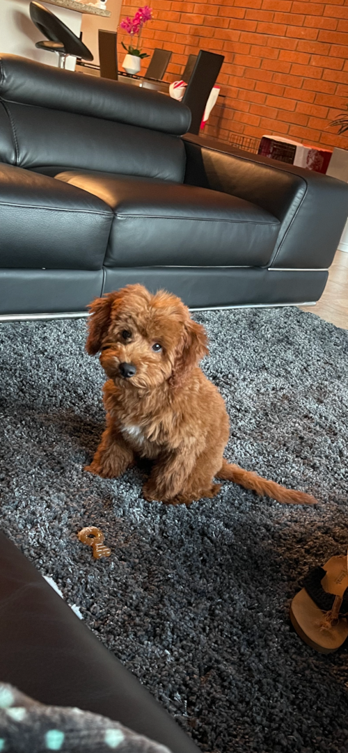 Funny Mini Goldendoodle Poodle Mix Pup