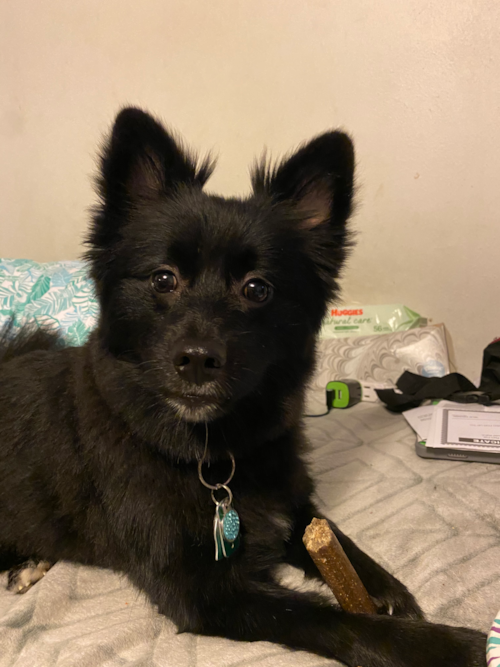 Akc Registered Pomeranian Pup