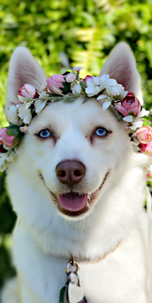 Happy Pomsky Pup in Brooklyn NY