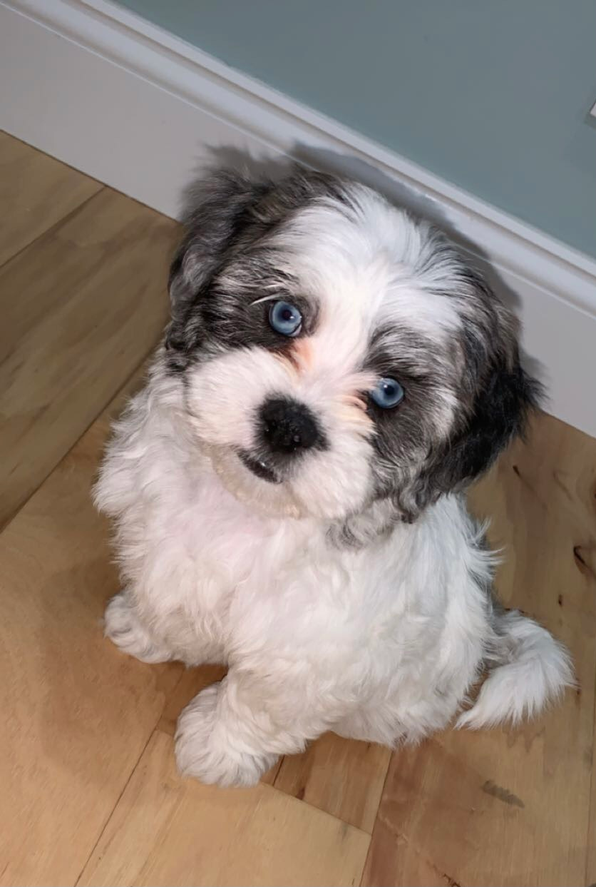 Cute Shih Poo Pup in Ventnor NJ