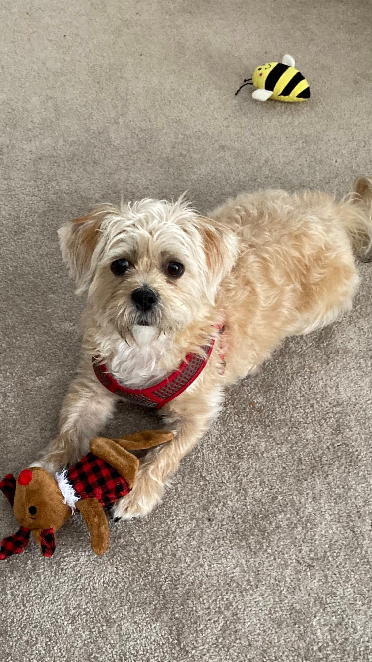 Shorkie Puppies For Sale In Newark, Delaware 