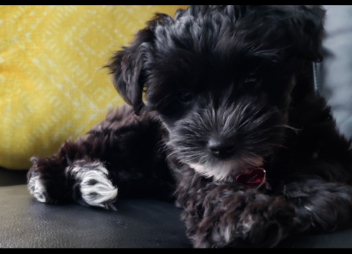 Adorable Yorkie Doodle Poodle Mix Pup