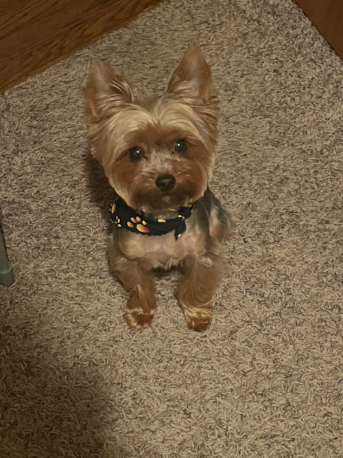 Little Yorkshire Terrier Pup